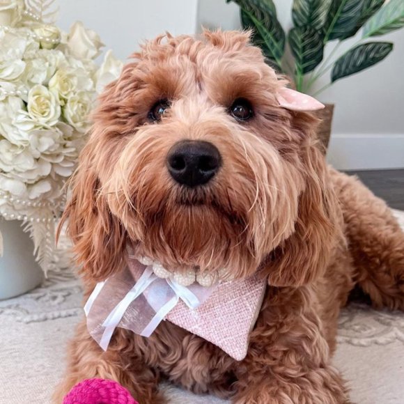 Cottage Phebes | Tweed Bandana - Picture 1 of 2